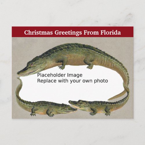 Vintage Florida Christmas Alligator Frame Holiday Postcard