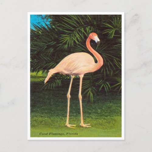 Vintage Florida Coral Flamingos Travel Postcard