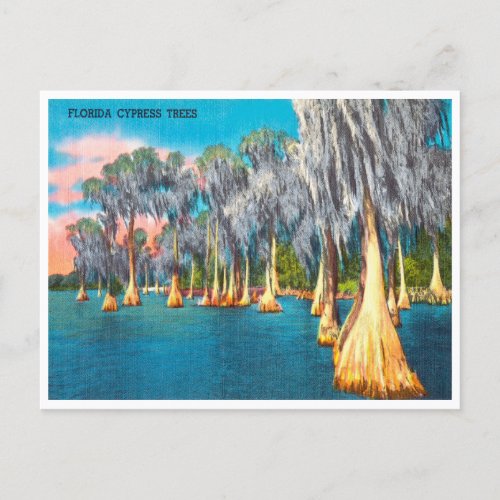 Vintage Florida Cypress Trees Travel Postcard
