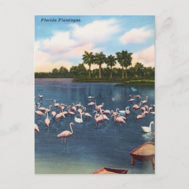 Vintage Florida Flamingos Travel Postcard (Front)