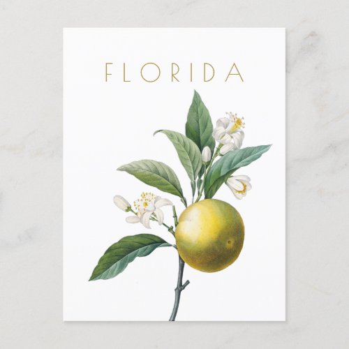 Vintage Florida flower travel mid century  Post Postcard