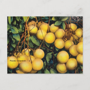 Vintage Florida Grapefruit Travel Postcard