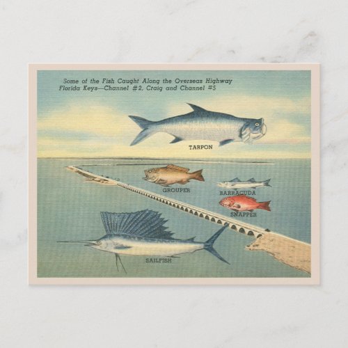 Vintage Florida Keys Fishing Postcard