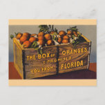 Vintage Florida Opostcard Postcard at Zazzle