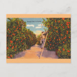 Vintage Florida Orange Groves Postcard at Zazzle
