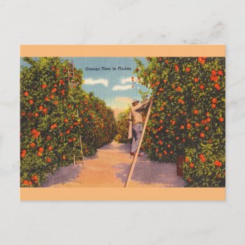 Vintage Florida Orange Groves Postcard by RetroMagicShop at Zazzle