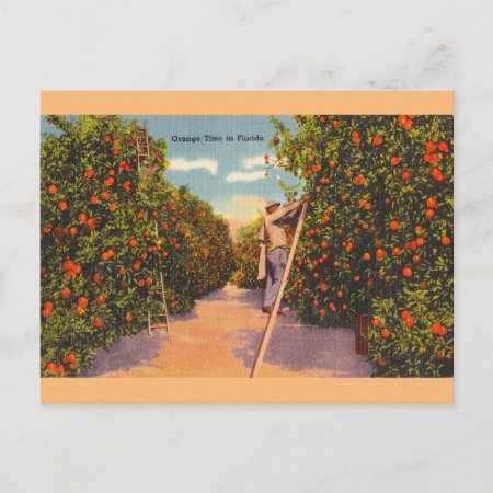 Vintage Florida Orange Groves Postcard