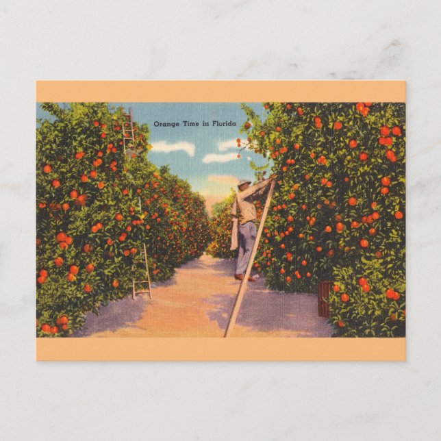 Vintage Florida Orange Groves Postcard (Front)