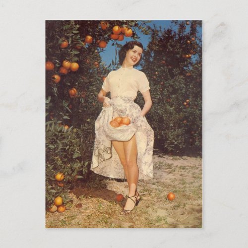 Vintage Florida Oranges Post Card