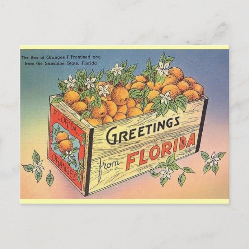 Vintage Florida Oranges Postcard