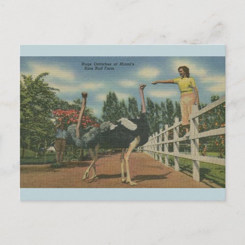 Vintage Florida Ostrich Rare Bird Farm Postcard