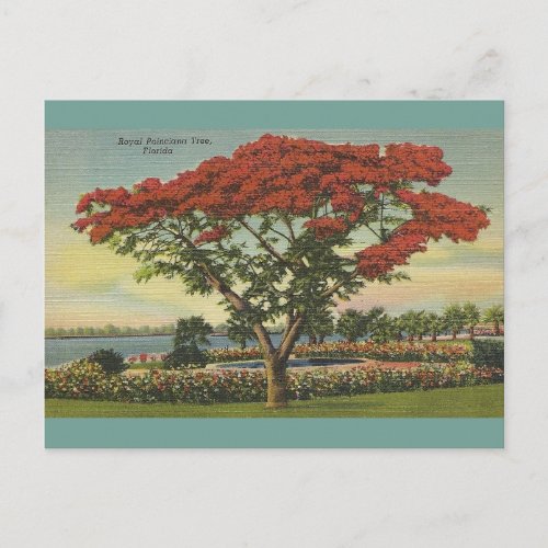 Vintage Florida Royal Poinciana Tree Postcard