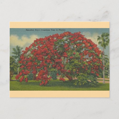 Vintage Florida Royal Poinciana Tree Postcard