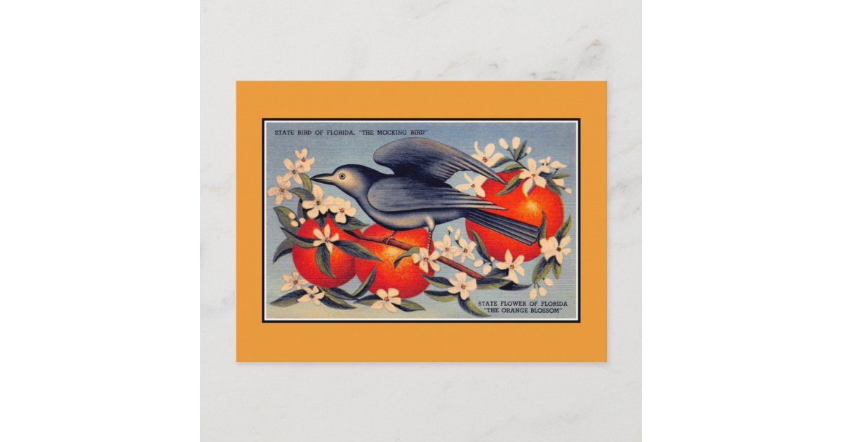 Vintage Florida State flower, state bird Postcard Zazzle