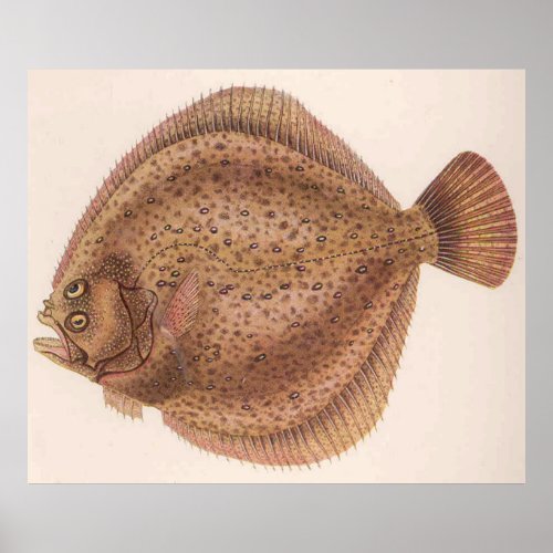 Vintage Flounder Fish Illustration 1919 Poster