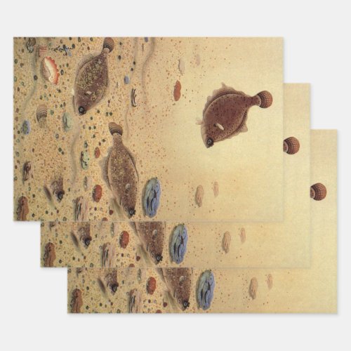Vintage Flounders Marine Ocean Life Flat Fish Wrapping Paper Sheets