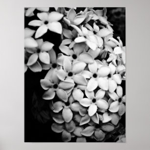 Vintage Flower and Garden Photography Poster