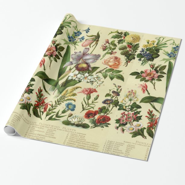 Vintage Botanical Print Wrapping Paper Zazzle