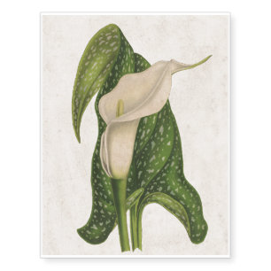 Vintage Flower Calla Lily Green Leaves Closeup Temporary Tattoos