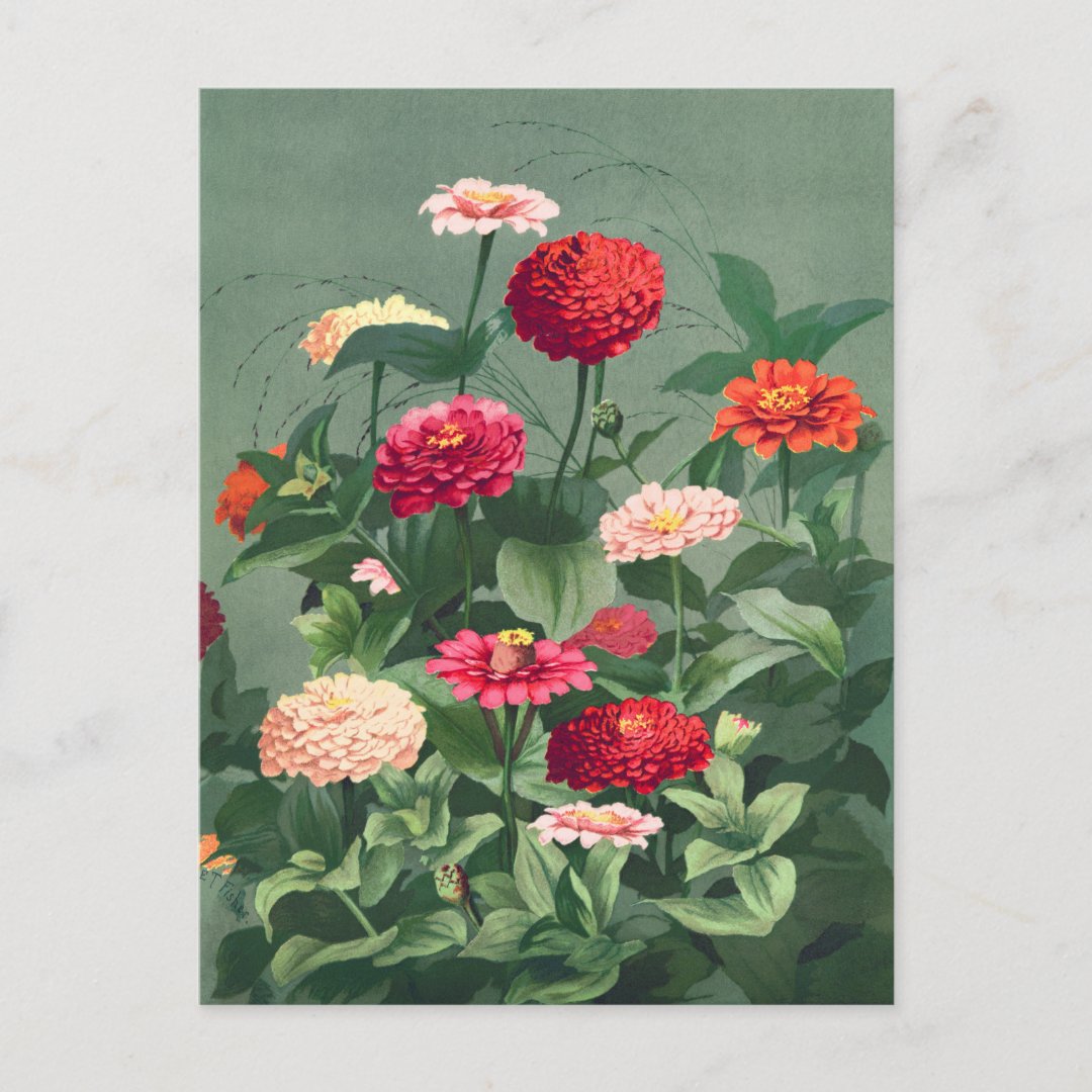 Vintage Flower Illustration Postcard | Zazzle