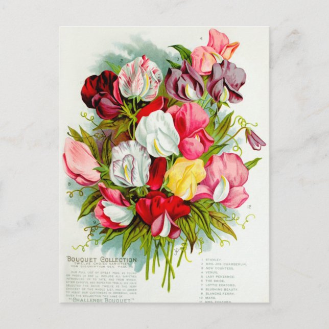Vintage Flower Illustration Postcard (Front)