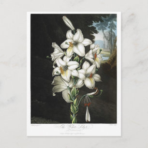 Vintage Flower Illustration Postcard