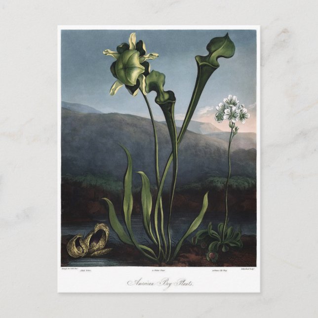 Vintage Flower Illustration Postcard (Front)