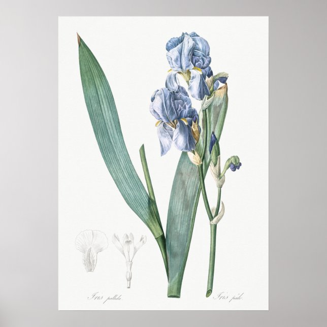 Vintage Flower Illustration Poster (Front)