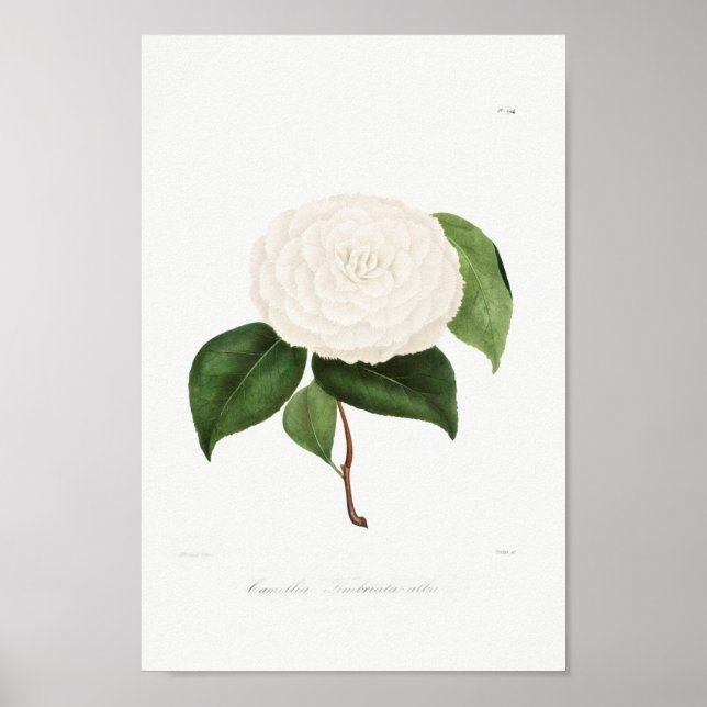 Vintage Flower Illustration Poster (Front)