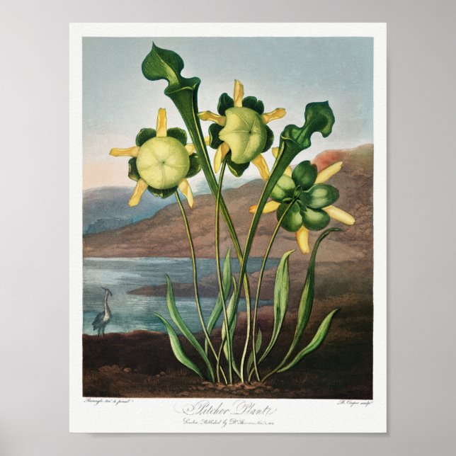 Vintage Flower Illustration Poster (Front)