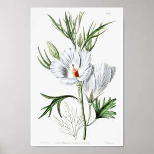 Vintage Flower Illustration Poster