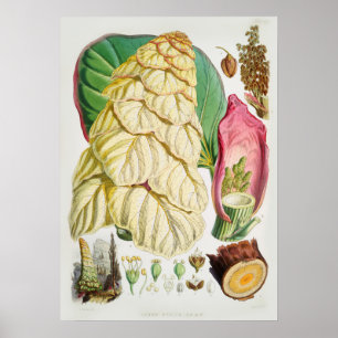 Vintage Flower Illustration Poster