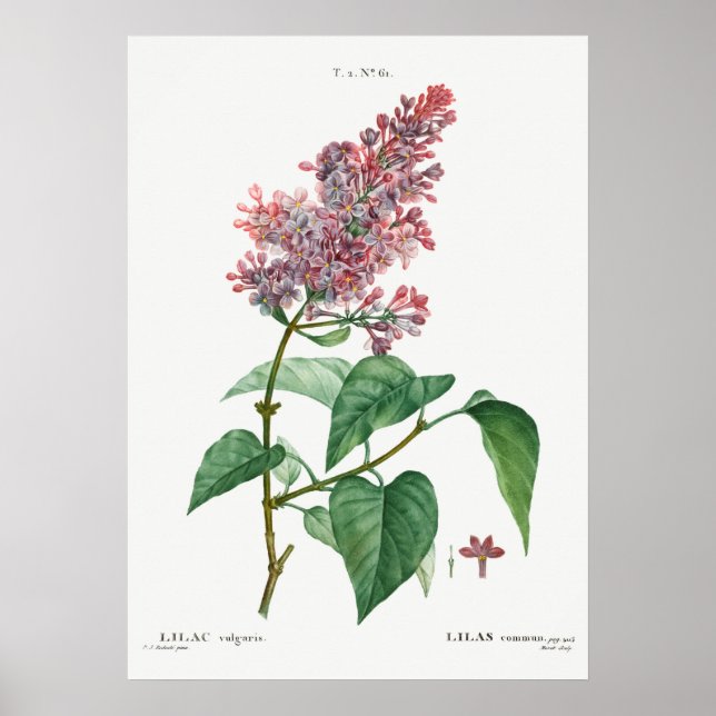 Vintage Flower Illustration Poster (Front)