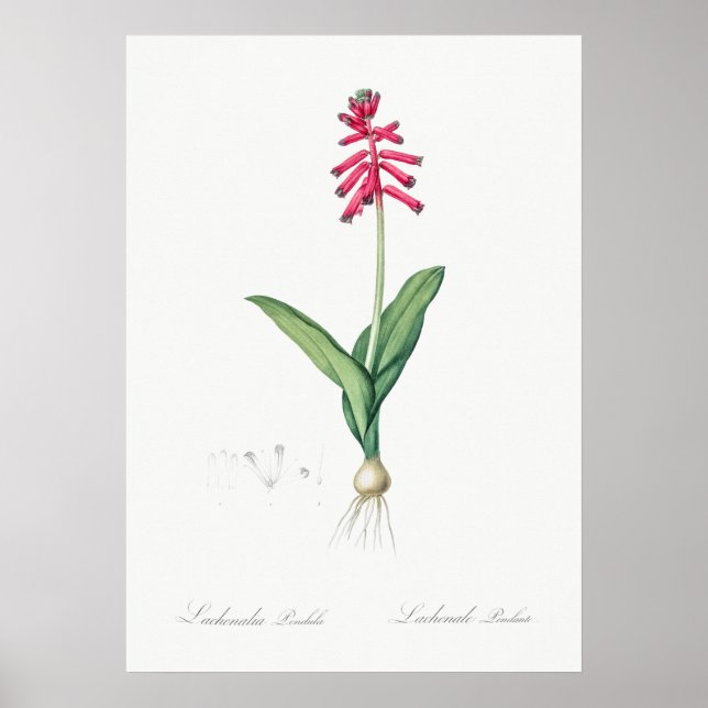 Vintage Flower Illustration Poster (Front)