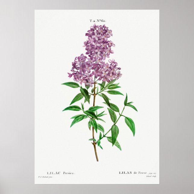 Vintage Flower Illustration Poster (Front)
