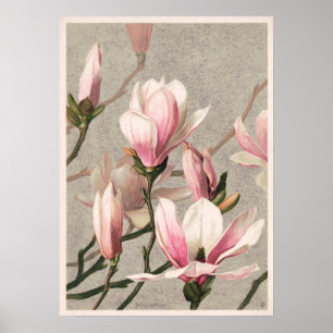 Vintage Flower Illustration Poster