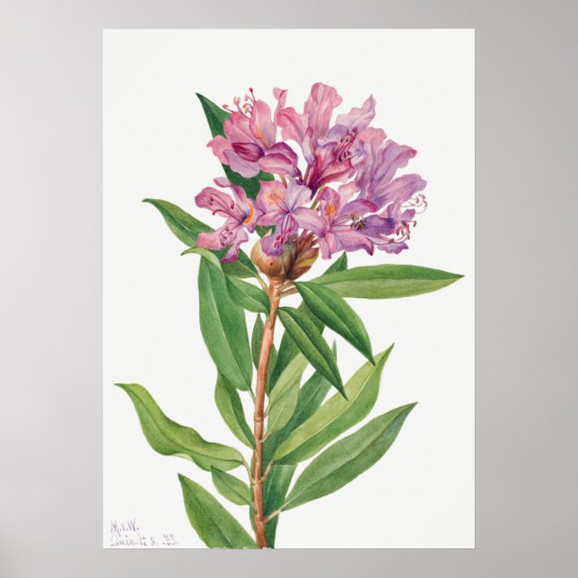 Vintage Flower Illustration Poster (Front)