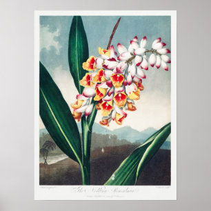 Vintage Flower Illustration Poster