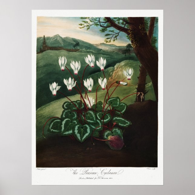 Vintage Flower Illustration Poster (Front)