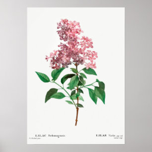 Vintage Flower Illustration Poster