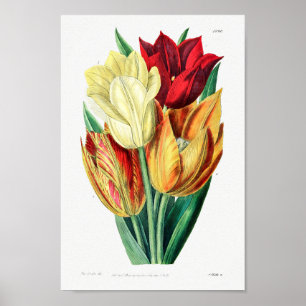 Vintage Flower Illustration Poster