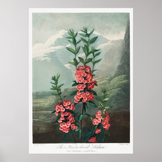 Vintage Flower Illustration Poster (Front)