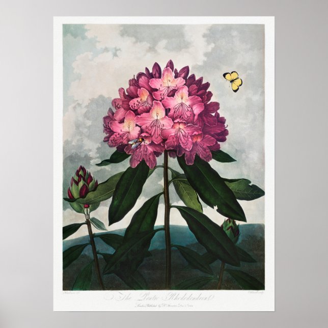 Vintage Flower Illustration Poster (Front)