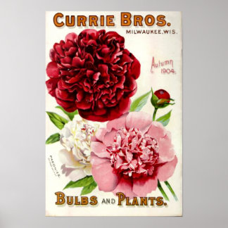 Vintage Flower Peony Illustration 1904 Poster