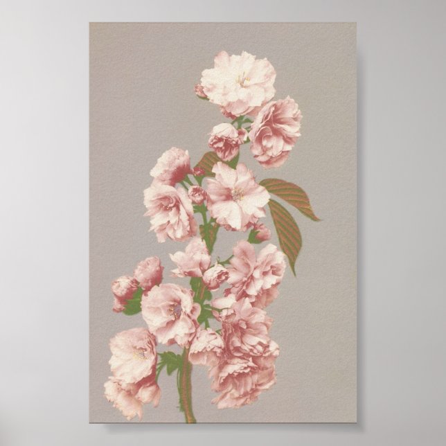 Vintage Flower Photograph Poster (Front)