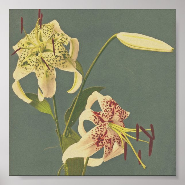 Vintage Flower Photograph Poster (Front)