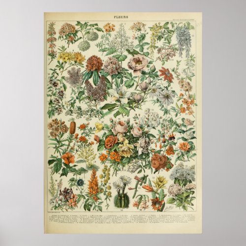 vintage Flower Print 1909 _ Adolphe Millot Affiche