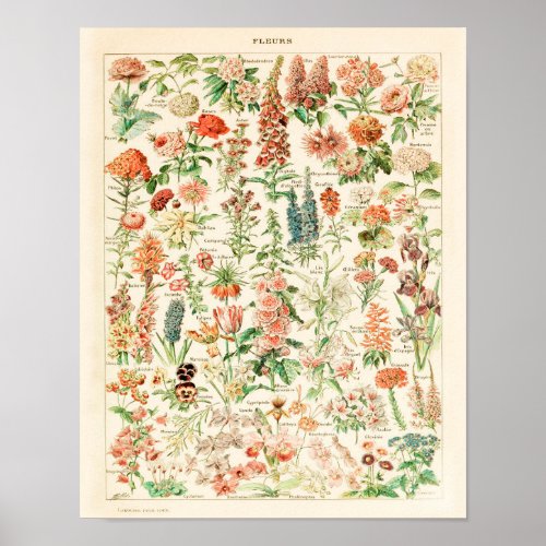 Vintage Flower Print 1909 _ Adolphe Millot Poster