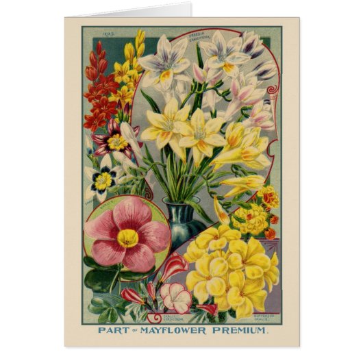 Vintage Flower Seed Catalog (Front)