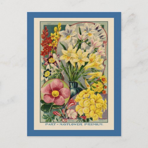 Vintage Flower Seed Catalog Postcard